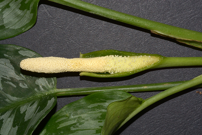 Schismatoglottis grabowskii