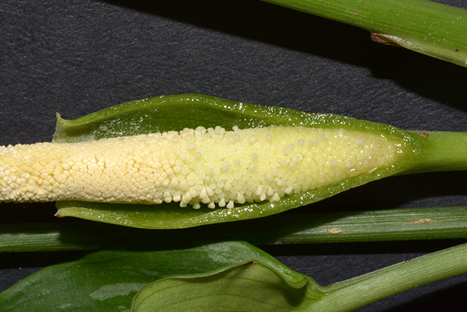 Schismatoglottis grabowskii