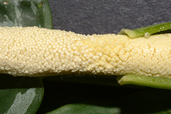 Schismatoglottis grabowskii