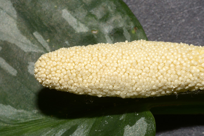 Schismatoglottis grabowskii