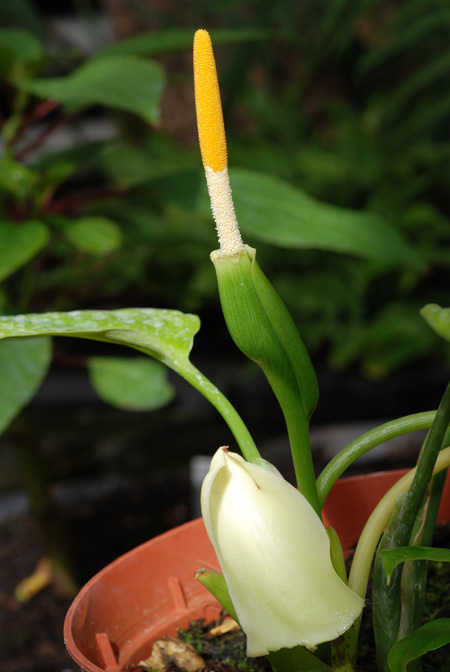 Schismatoglottis harmandii