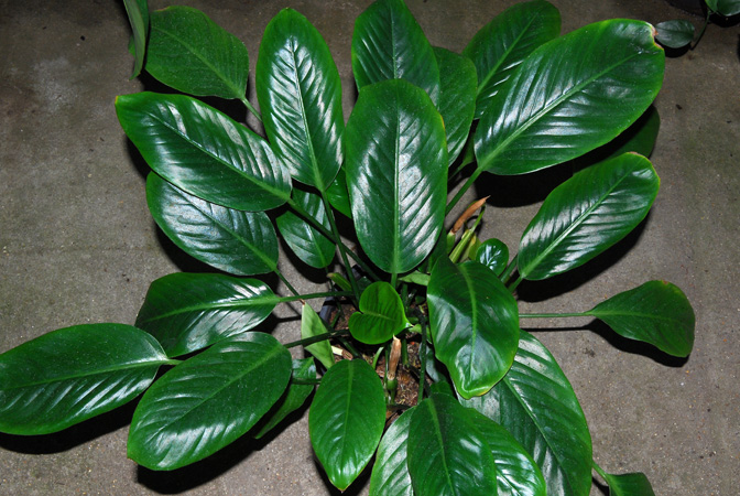 Schismatoglottis harmandii