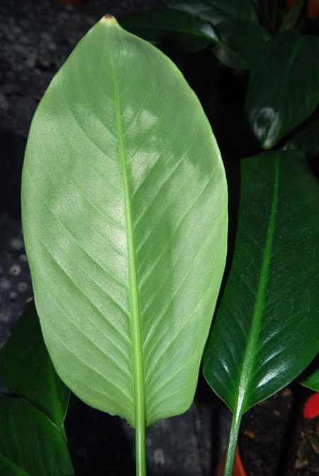 Schismatoglottis harmandii