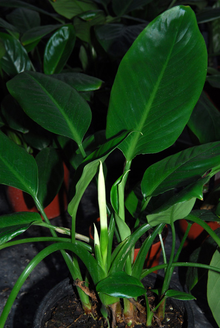 Schismatoglottis harmandii