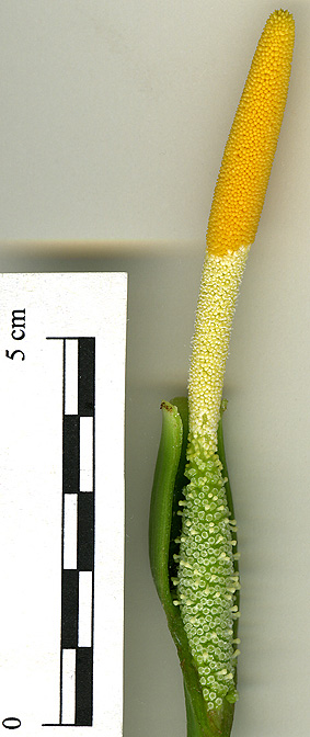 Schismatoglottis harmandii