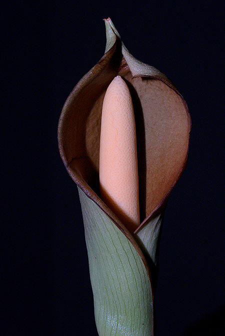 Schismatoglottis mira