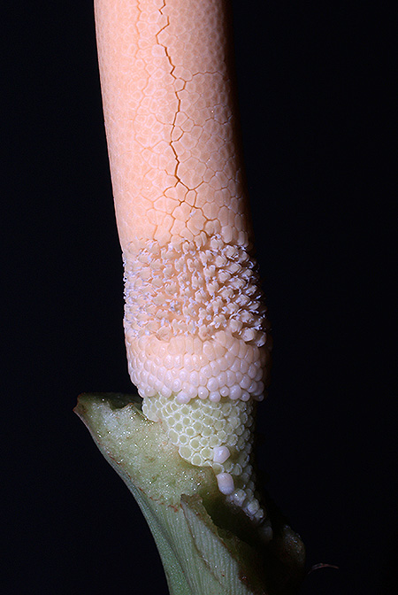 Schismatoglottis mira