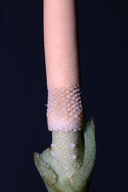 Schismatoglottis mira