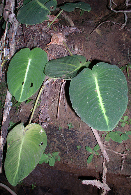 Schismatoglottis mira