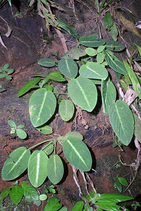Schismatoglottis mira