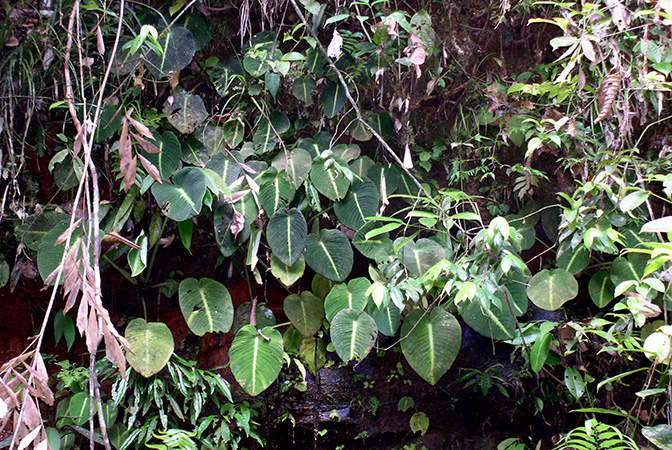 Schismatoglottis mira