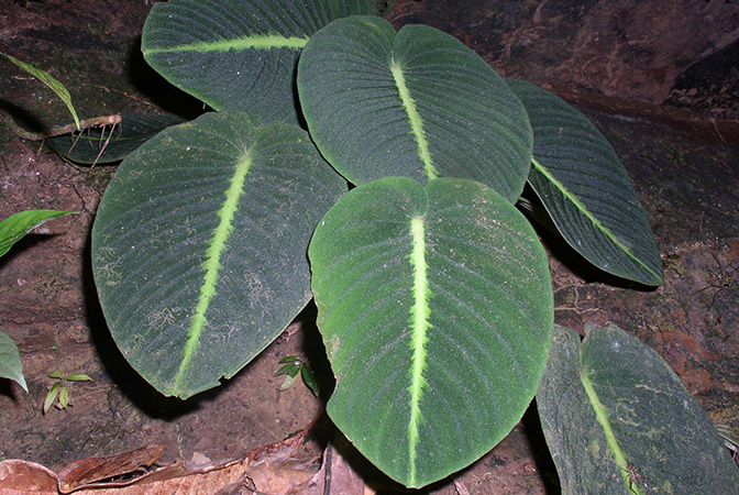 Schismatoglottis mira