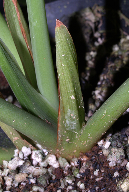 Schismatoglottis mira