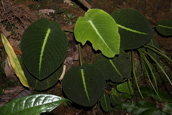 Schismatoglottis mira