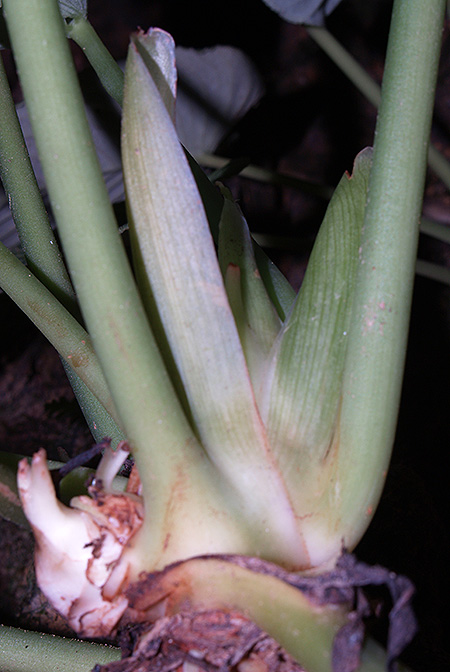 Schismatoglottis mira