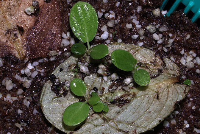 Schismatoglottis mira