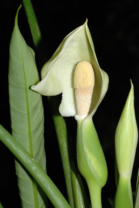 Schismatoglottis moodii