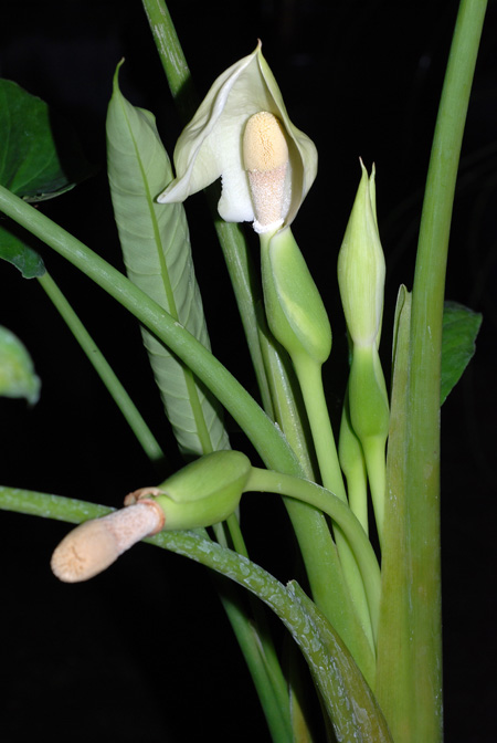 Schismatoglottis moodii