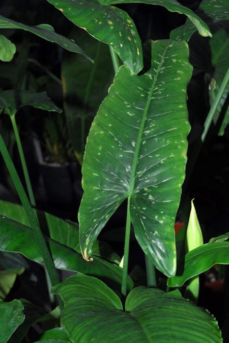 Schismatoglottis moodii