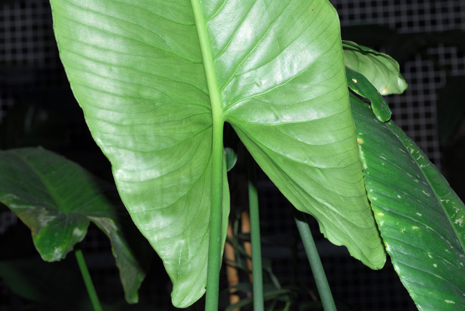 Schismatoglottis moodii