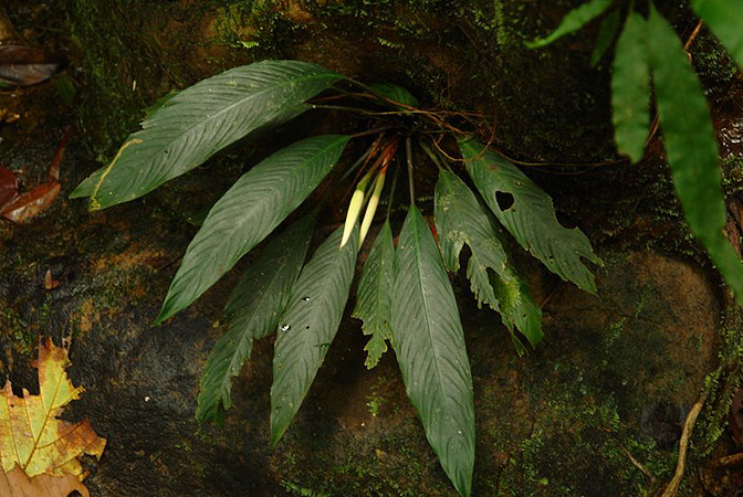 Schismatoglottis multiflora