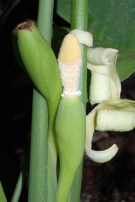 Schismatoglottis neoguineensis