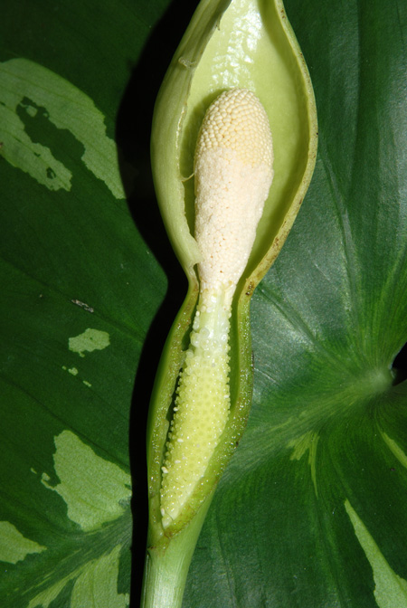 Schismatoglottis neoguineensis