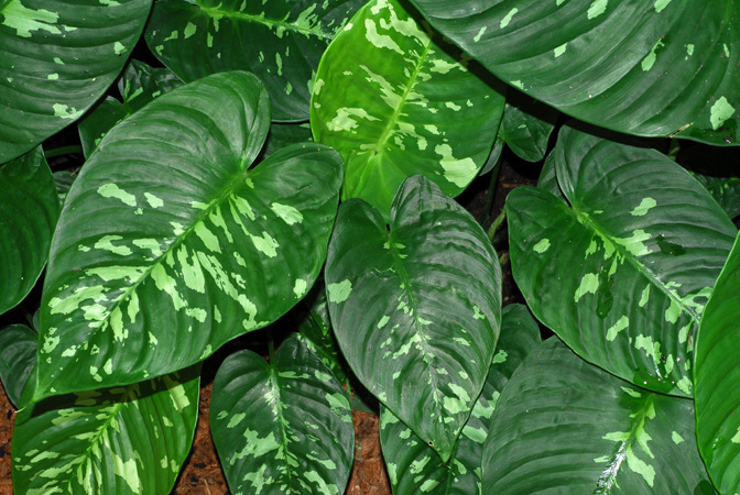 Schismatoglottis neoguineensis