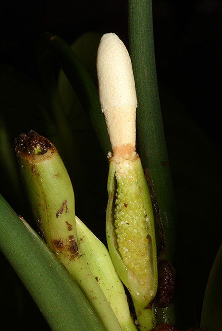 Schismatoglottis pulchra