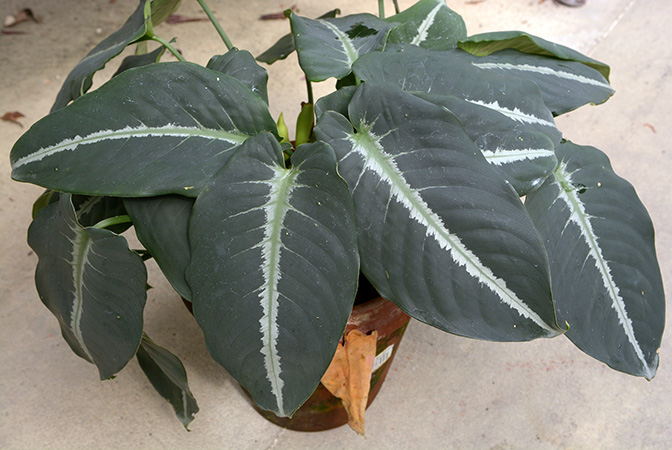 Schismatoglottis pulchra