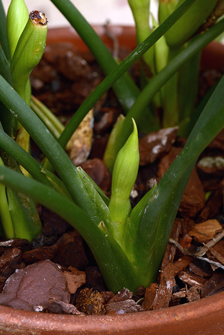 Schismatoglottis pulchra