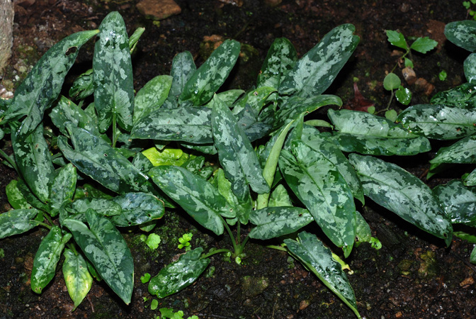 Schismatoglottis pusilla