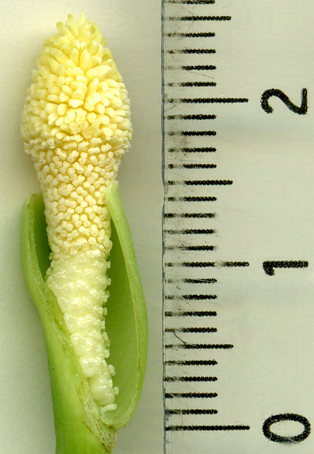 Schismatoglottis pusilla