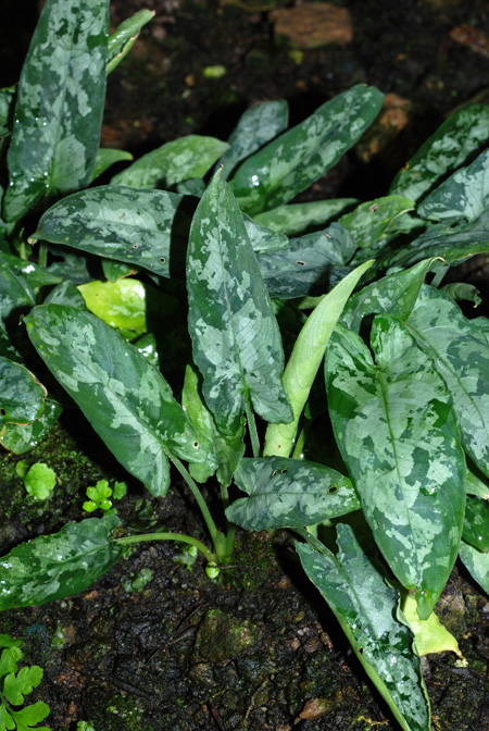 Schismatoglottis pusilla