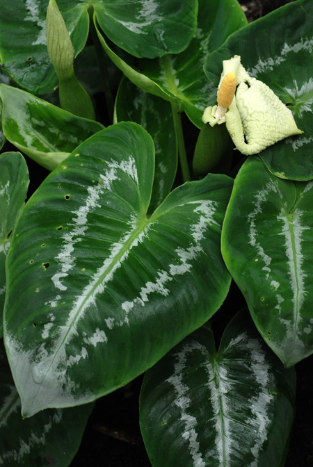 Schismatoglottis scintillans