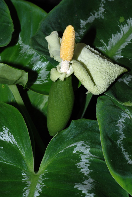 Schismatoglottis scintillans