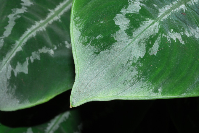 Schismatoglottis scintillans
