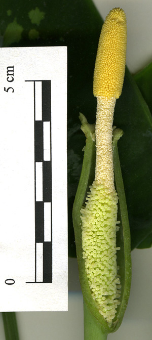 Schismatoglottis scintillans