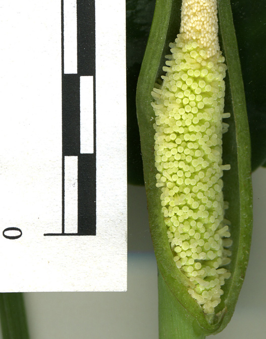 Schismatoglottis scintillans