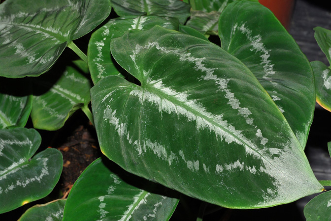 Schismatoglottis scintillans