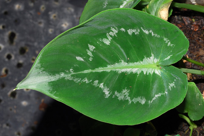 Schismatoglottis scintillans
