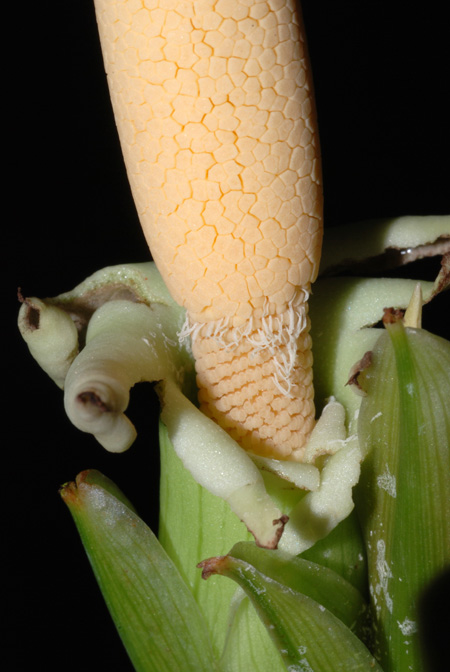 Schismatoglottis scortechinii