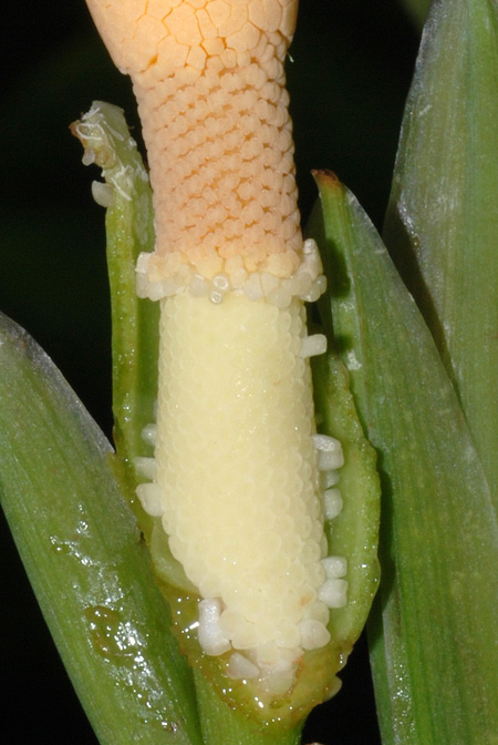Schismatoglottis scortechinii
