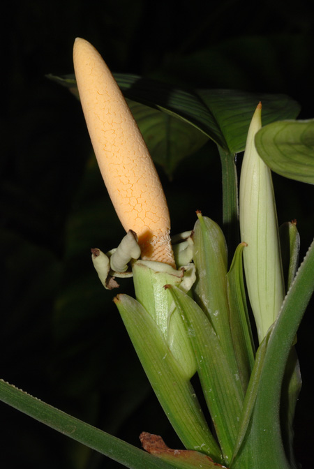 Schismatoglottis scortechinii