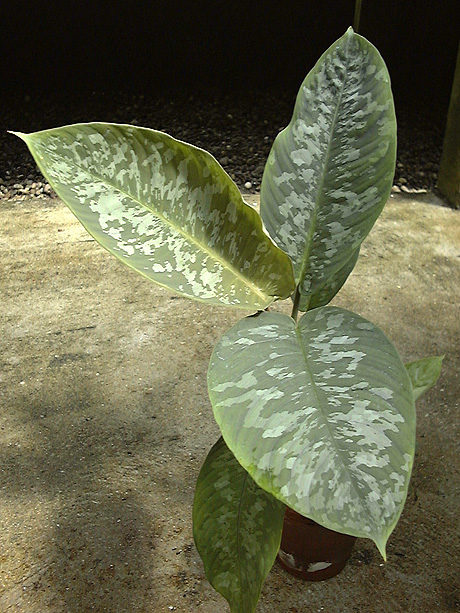 Schismatoglottis scortechinii