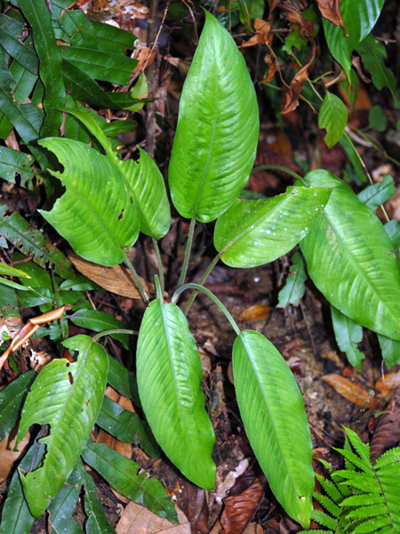 Schismatoglottis scortechinii