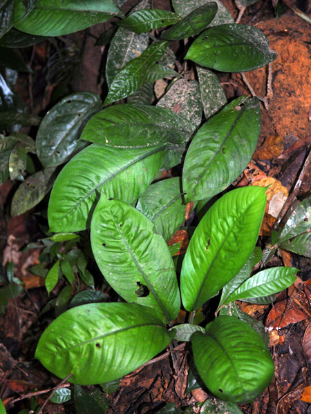 Schismatoglottis scortechinii