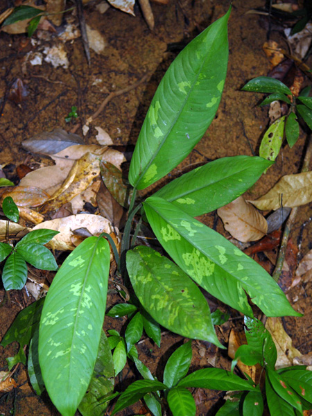 Schismatoglottis scortechinii