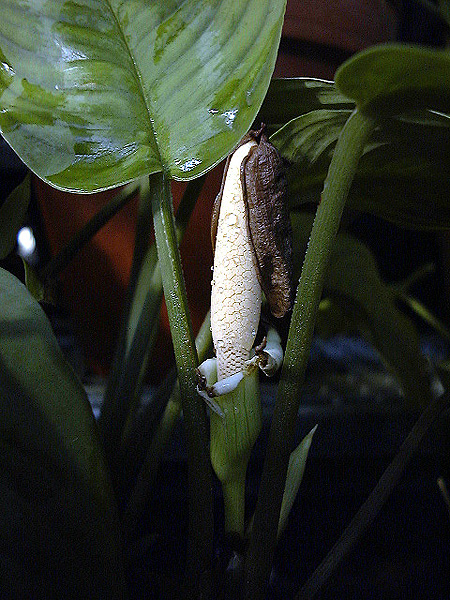 Schismatoglottis scortechinii