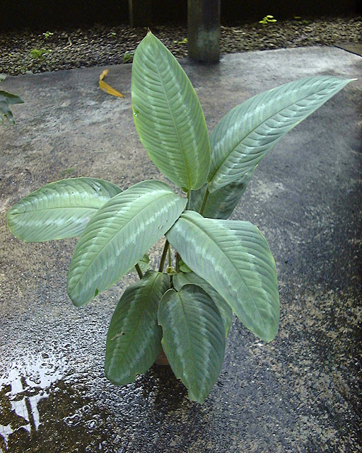 Schismatoglottis scortechinii